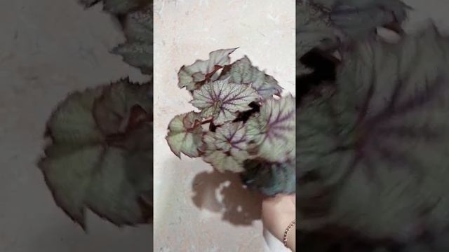 Декоративно лиственная бегония DS-Принц. Обзор. смотреть онлайн