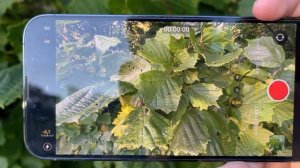 Как снимать макро на iPhone 📲