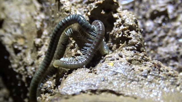 Абхазия. Отапская пещера. Август-сентябрь 2019. Часть 8 смотреть онлайн