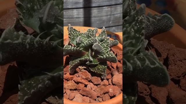 Hermosa Faucaria Tigrina ?✳️