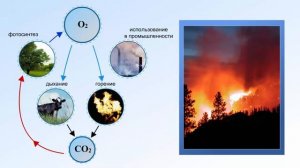 Круговорот кислорода в природе