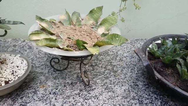 Sanseviéria trifasciata cv. hahnii | O ciclo continua смотреть онлайн