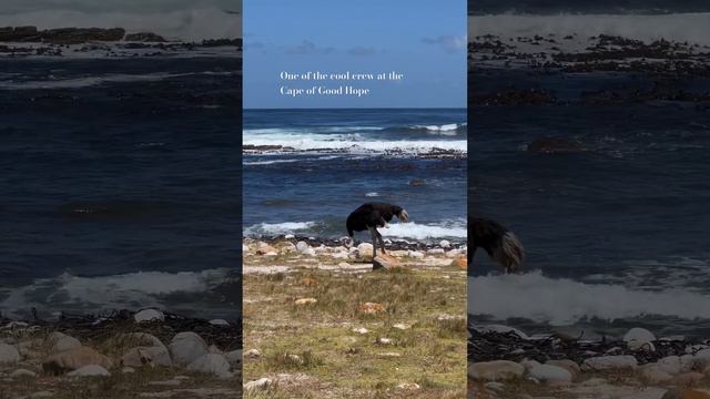 One of the cool crew at the Cape of Good Hope 😍 #CapeofGoodHope #SouthAfrica #CapeTown