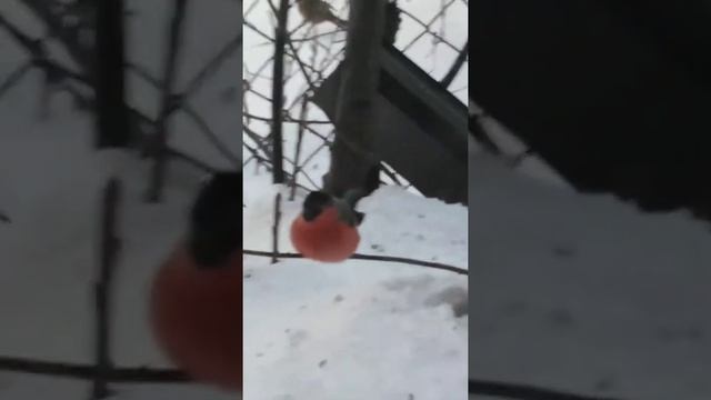 А у нас снегири прилетели