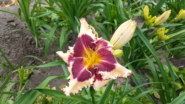 Лилейник Сабина Бауэр . Hemerocallis Sabine Bauer . смотреть онлайн