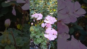 Pelargonium PAC*Greta