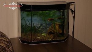 Ампуллярия. Ампулярия, уход, размножение, разведение, кормление. Все про Ампуллярию