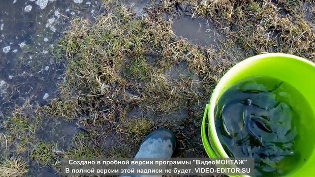 Запуск малька карпа в маленький пруд возле домаЕКСПЕРЕМЕНТНачало.....
