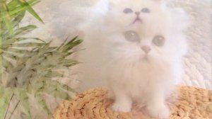 МИЛЫЕ, СМЕШНЫЕ,КРАСИВЫЕ БЕЛЫЕ КОТЯТА ИГРАЮТСЯ. ПОДБОРКА КОТЯТ.