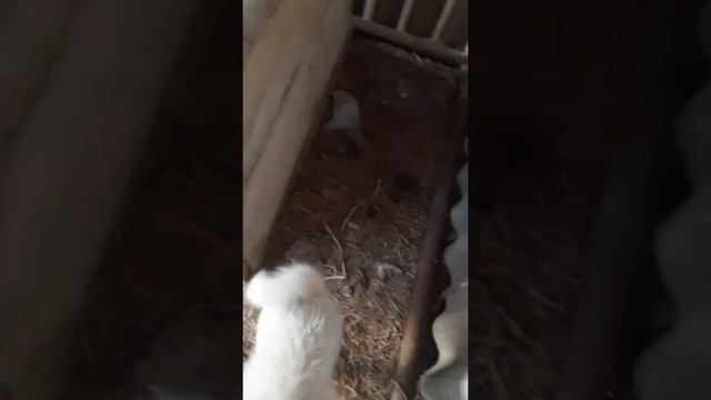 Буран первый урок!) смотреть онлайн