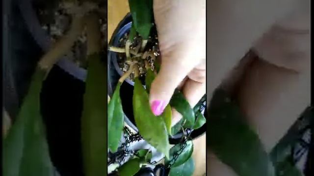 Обзор цветов в детской комнате.🌺 смотреть онлайн