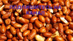 Все О Арахисе. Что Может Арахис, Если Его Кушать Каждый День