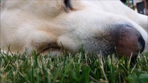 Когда хозяин надоел...