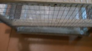 Клетка для перепелов своими руками