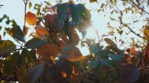 Колбаски в тандыре, готовит Мито