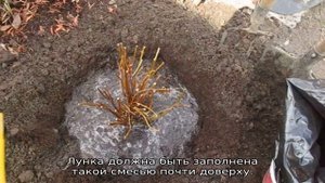 Гортензия Вимс Ред — описание, посадка и уход в открытом грунте