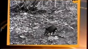 Карликовый слон - существует ?