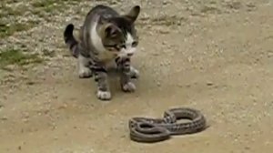 Cat vs snake