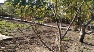Как сформировать крону грецкого ореха осенью.Обрезка грецкого ореха.