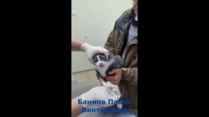 Принудительное кормление кошки при помощи шприца.mp4