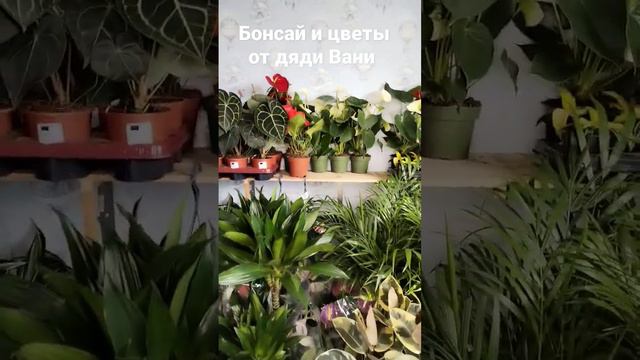 Цветы и Бонсай для дома дачи и офисов работают в Москве +79100092670 смотреть онлайн