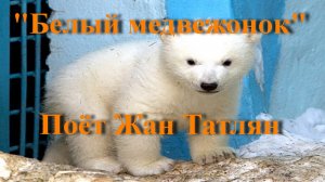 Белый медвежонок