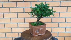 Бонсай сирень Мейера  Bonsai Syringa meyeri весна 2019 год