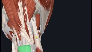Длинный лучевой разгибатель запястья (m. extensor carpi radialis longus) 3D Анатомия