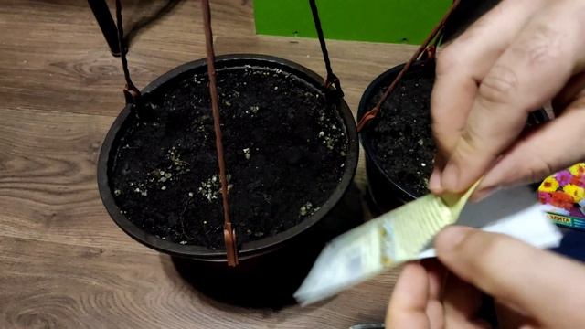Ампельный красавчик! Крупноцветковый портулак!