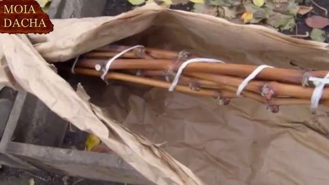 Укрытие винограда на зиму в средней полосе России.