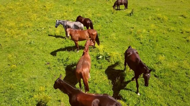 самая красивая музыка? поможет вам снять усталость от стресса? успокаивает нервную систему #2 смотреть онлайн