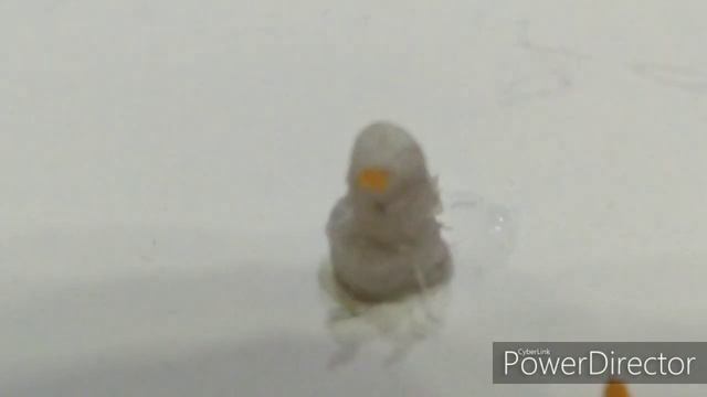 Сделал самого маленького снеговика!!!6мм # #100кзаснеговика #slivkishow #100КЗАСНЕГОВИКА #SLIVKISHO смотреть онлайн