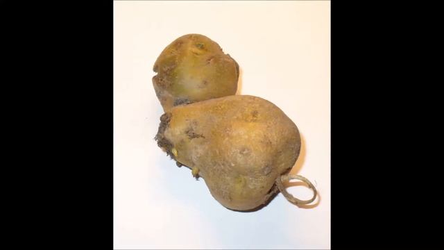 Смешные овощи - мутанты смотреть онлайн