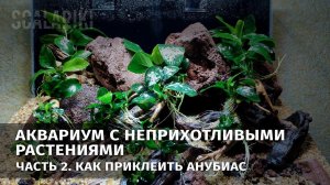 Запуск аквариума с неприхотливыми растениями. Часть 2. Как приклеить анубиас к коряге