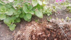 75. ПОСАДКА ГОЛУБИКИ. Алтай. Мой первый опыт.