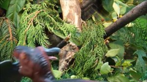 МИР ДИНОЗАВРОВ. Истории про хищных и травоядных динозавров в одном видео. СБОРНИК