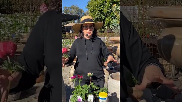 Introducing Italian Anemones with Sarah смотреть онлайн