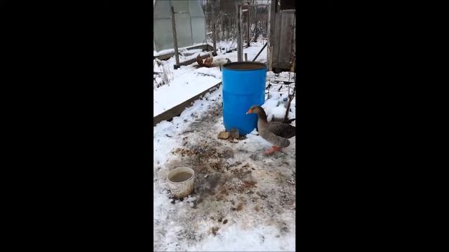 Гусь, кошка и своя вареная картошка смотреть онлайн