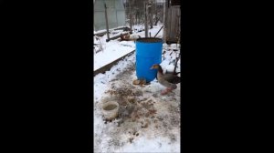 Гусь, кошка и своя вареная картошка