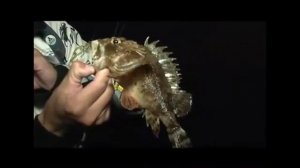 Морская рыбалка  - черноморская скорпена (т)