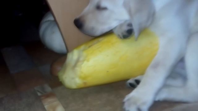 щенок притворяется спящим смотреть онлайн