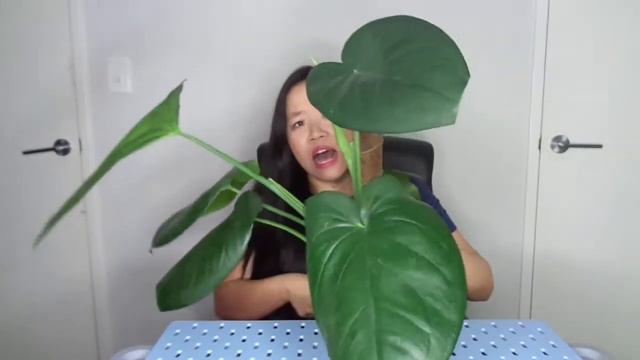 Using Rooting Hormone on your Plants & Rare Plants Syngonium Collection смотреть онлайн