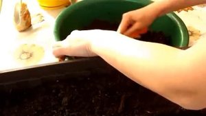 Как обработать землю перед посадкой семян !