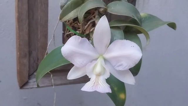 CATTLEYA NOBILIOR AMALIAE BEIRA RIO смотреть онлайн