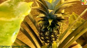 Ананас созревание pineapple