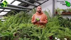 НАВОЗУ ОТСТАВКА? Биогумус рулит? Раскрываю тайны биогумуса: как, где и когда использовать правильно