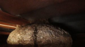 Как убрать гнездо шершней,ос...