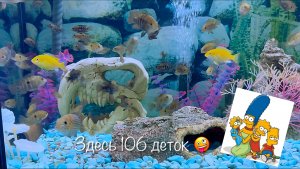 Мальки акара бирюзовая баллон??☺️