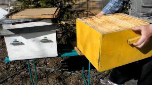 Улей для сотового мёда. 2016 год