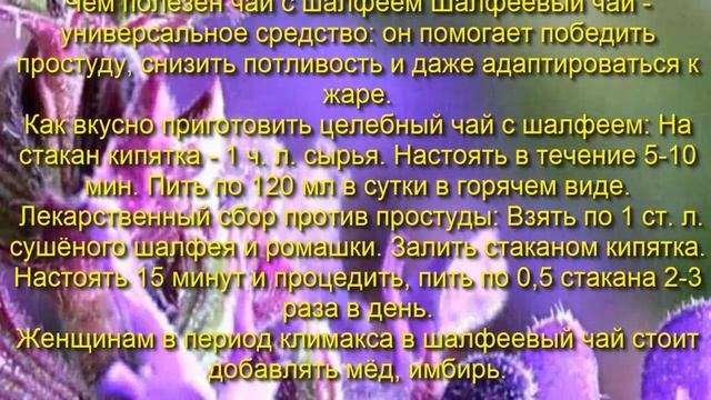 Шалфей — природный лекарь против тысячи болезней смотреть онлайн